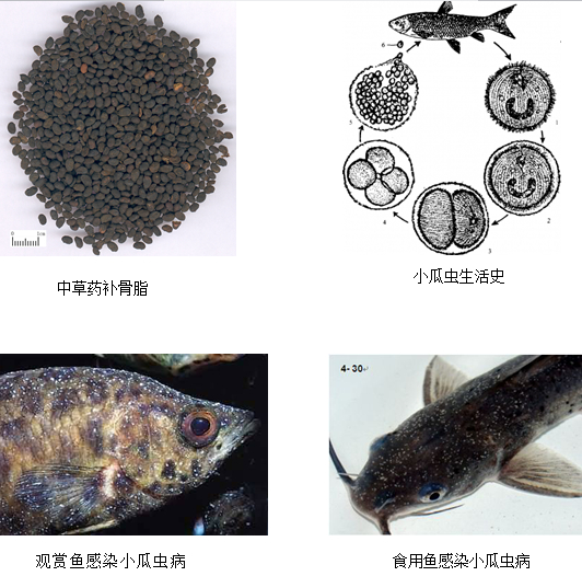 中草药杀灭小瓜虫活性筛选及补骨脂杀虫活性研究