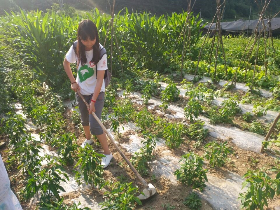 利用业余时间帮助农户田间劳动,为乡村发展奉献力量