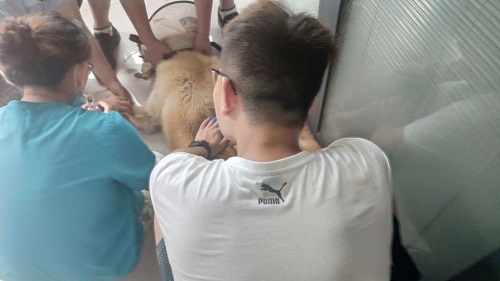 53e138fc537543f98c37cd11be7ca1ba.jpg 队员们协助田园犬输血.jpg