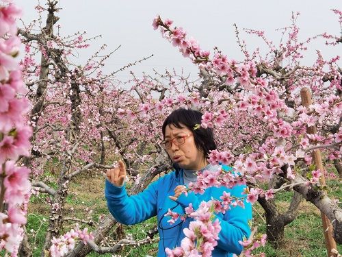 老师讲解桃树栽培的方法与技巧.jpg